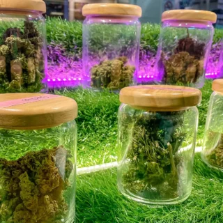 Keep Flavor Pure When Smoking Different Strains